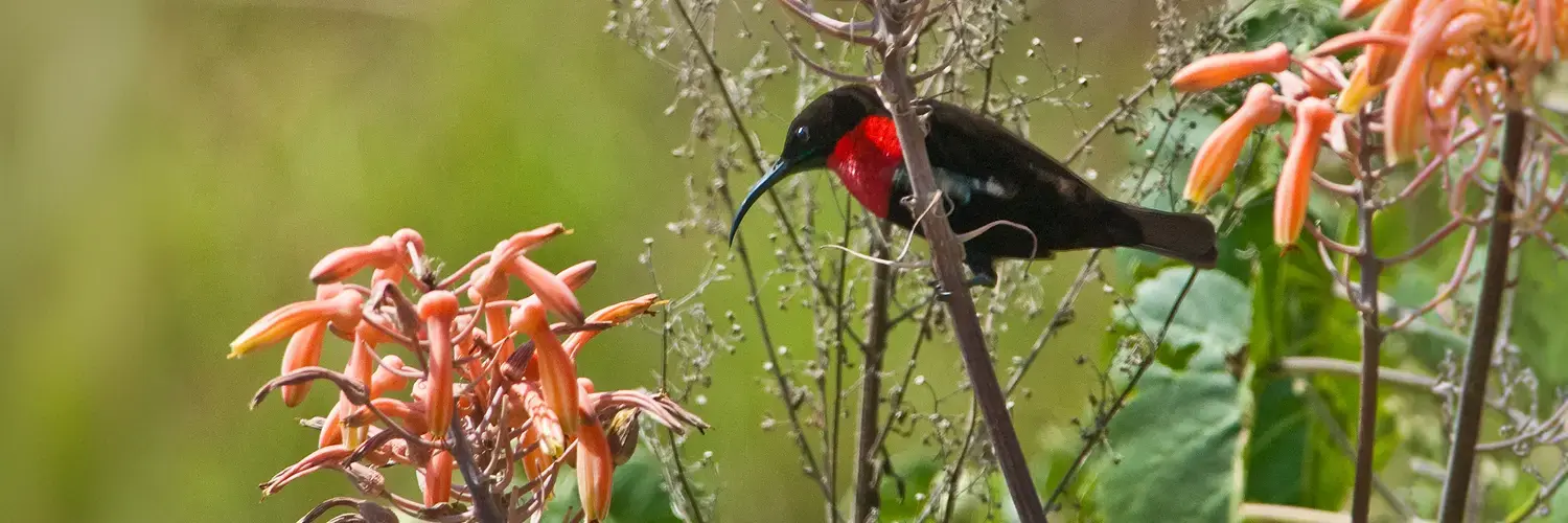 package hotel listing