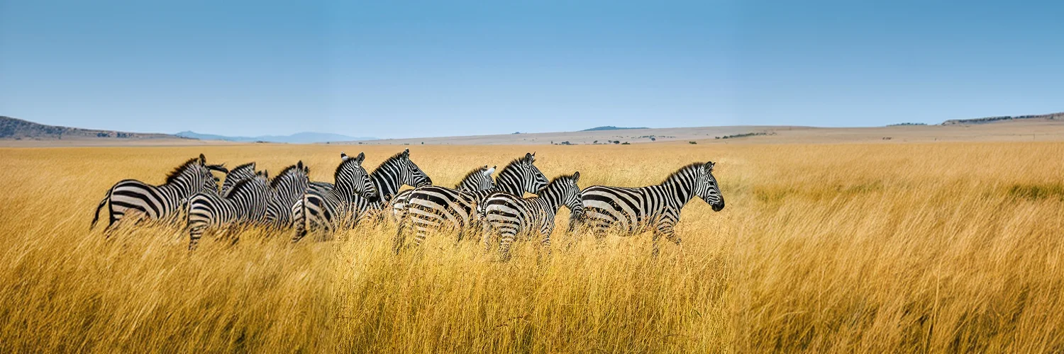 Package desti banner